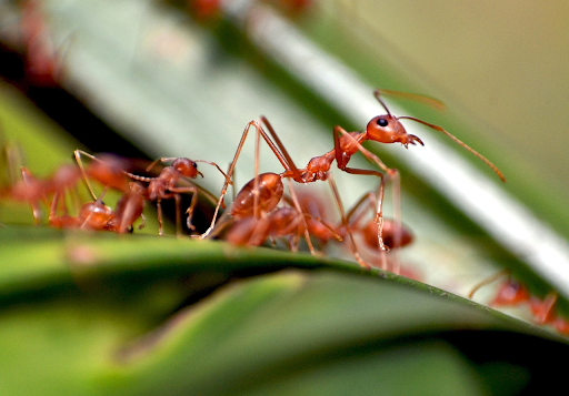 Protecting Your Garden from Pests: Guide For Mill Valley